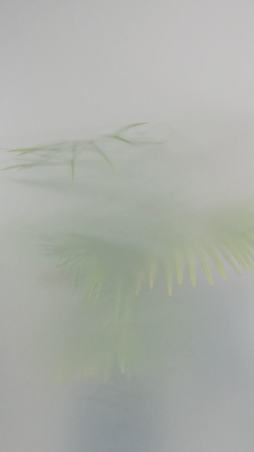 Naya Small Multi Bead Necklace Nas26363